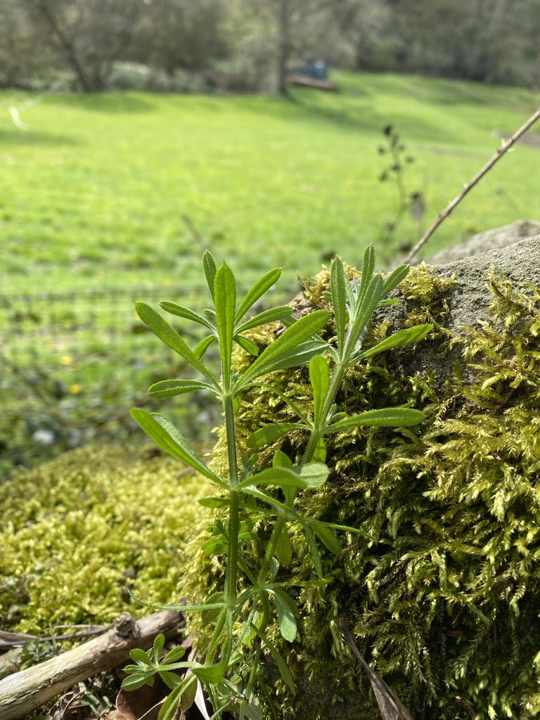 The Power of Three - a photo of cleavers
